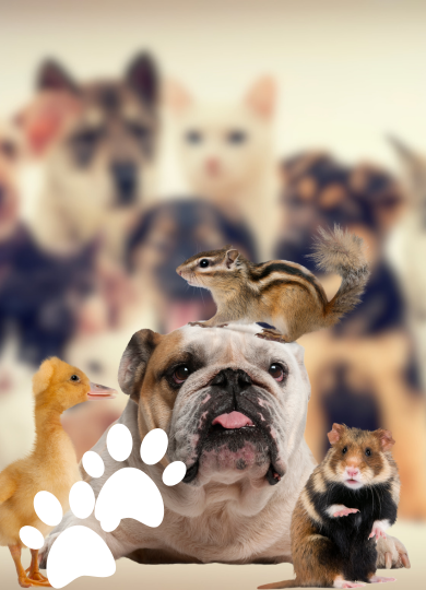 Navegue pela Categoria de Mundo Animal